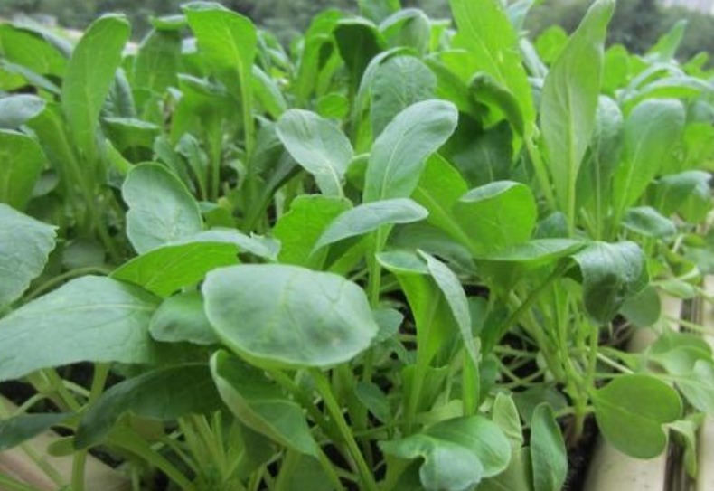 养花不如种菜,“4种菜”种阳台,结果量大,随吃随摘,够全家吃