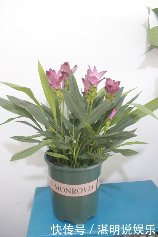 养护|此花是世界名花,花朵超漂亮,花期长,养护简单,室内盆栽也可以