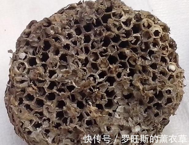 结节|这副经典中药方为何治疗结节、肿瘤疗效好,因为由4种虫类药组成