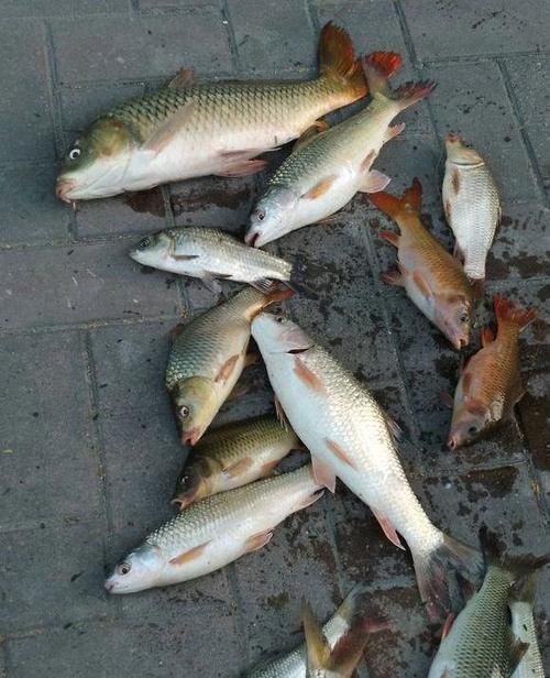 珠江|男子珠江钓起“鲤鱼王”,40斤体长超1米,应该放生吗