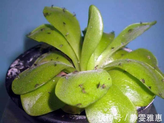 喷药|养花最怕碰到“小黑飞”,这东西可不好,影响花卉生长,赶紧消灭
