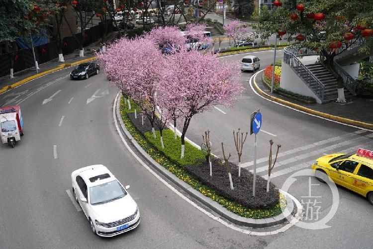 山城|春到山城丨渝中一号桥这里的桃花带美翻了！