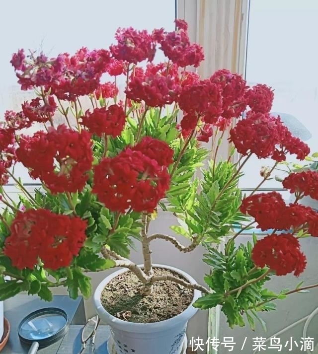 九种“皮实花”,多晒少管长得好,养成老桩更高档,绿萝没上榜