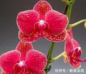 阳台养殖兰花类花卉要特别注意四个最为关键的问题