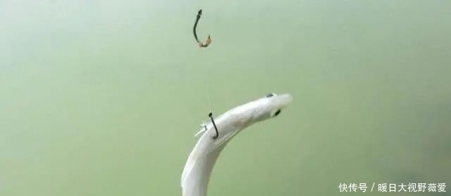 钓鱼|夏天钓鱼,这3件事能做好,见漂动就是大鱼