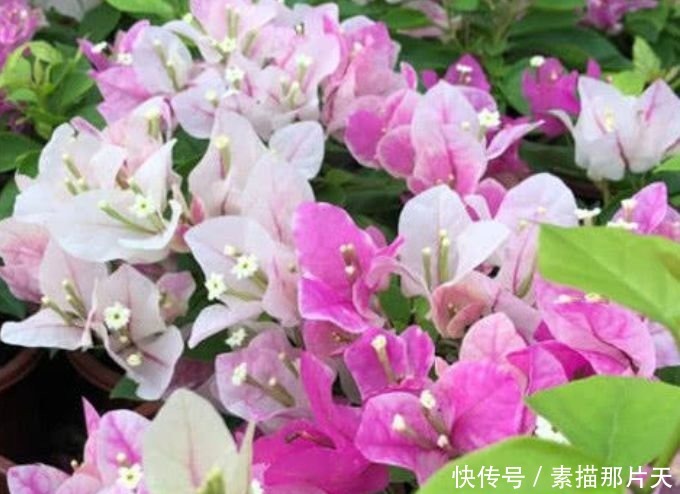 夏天养花就养“它”,给点阳光就灿烂,开花爆盆满屋香