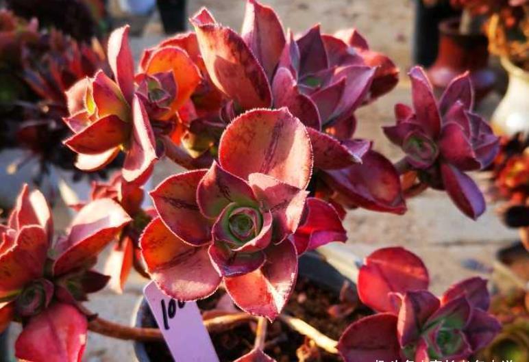 法师|喜欢带深色条纹的法师系多肉?我只知道这些品种,你还能补充吗?