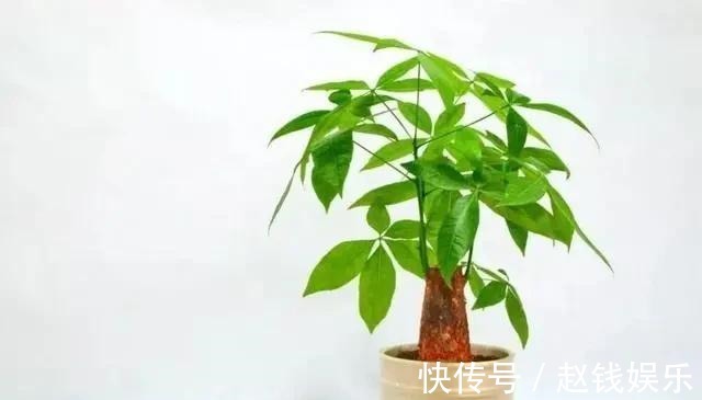 甲醛|家里什么植物都可以不养,唯独这4种花万万要摆,身体越住越健康