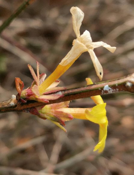 清风专栏｜迎春花开