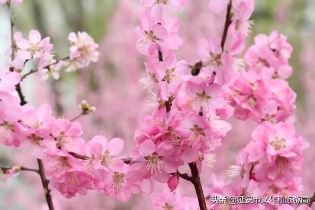 春有约，花不误，年年岁岁不相负--芳菲四月，黄陵花开，等你相遇~