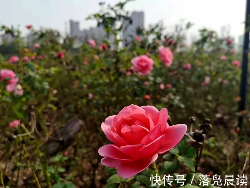 网红达人|郑州西流湖公园初现网红花海数公顷各色花卉芳香扑鼻