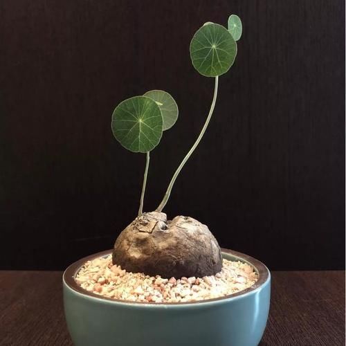 客厅摆什么植物容易养、寿命长,又不需要怎么打理?