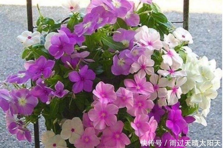 石竹|养花试试此4种花,花大色艳很漂亮,颜值超高的