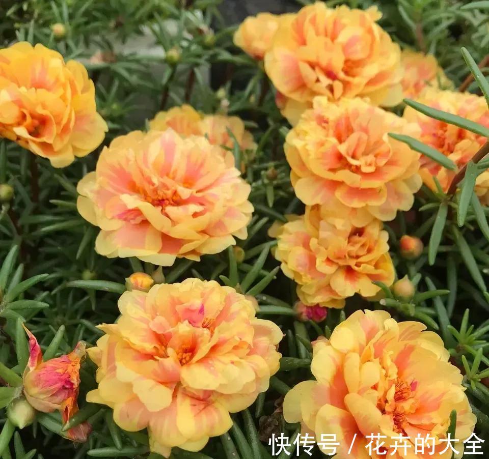 不死鸟|什么花也养不活?3种“漂亮花”,爆盆速度让人“害怕”