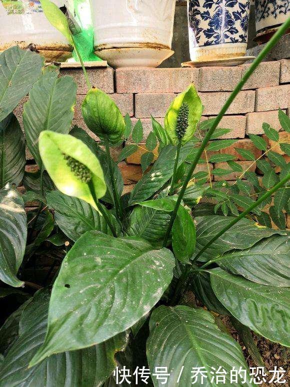 白掌开绿花,是一件事没做好,赶紧看看你犯了没