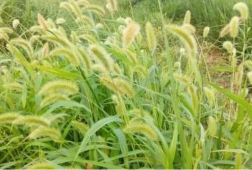 农村随处可见的“狗尾巴草”，泡水服用有4大好处