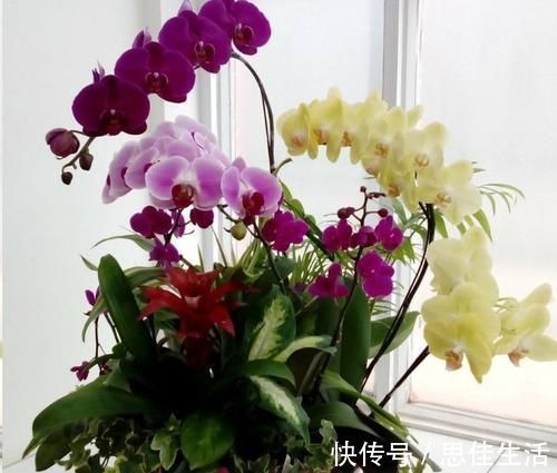 这10种花超级怕冷,再不搬进屋,小心只剩下盆了