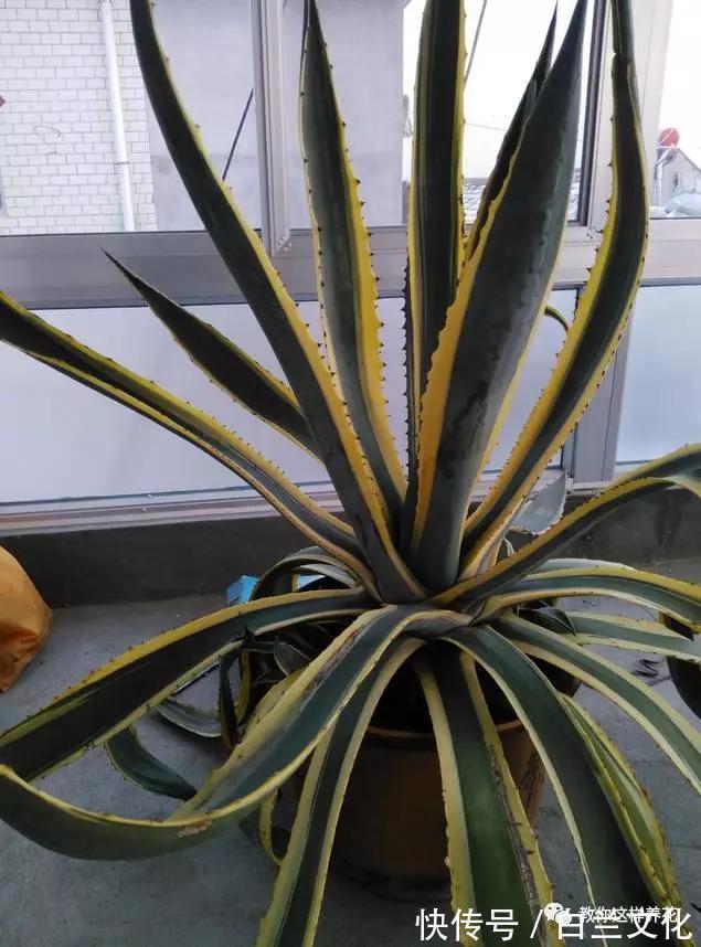 养花知识叫兰不是兰,花却美成仙,看看你家有几盆