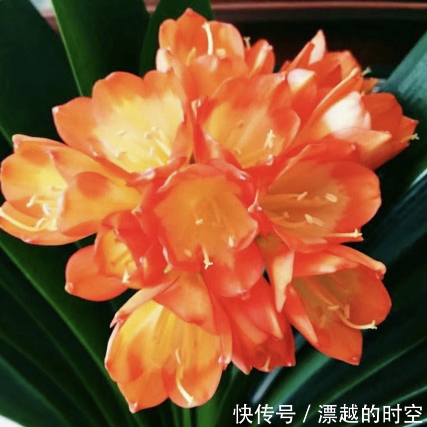 君子兰吃“2种零食”，冒出6对“网格叶”，开花鲜艳、硕大
