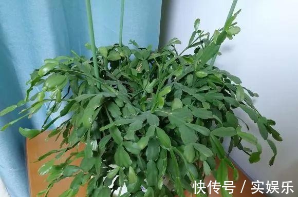 花苞|蟹爪兰长出这种叶子，立马掰掉它，嗖嗖冒花苞！