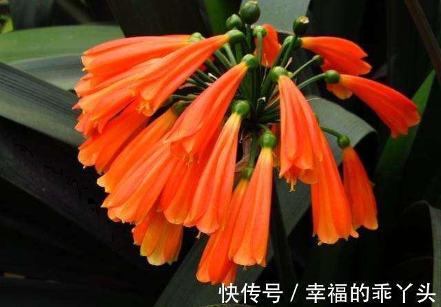 看看你养的君子兰到底属于哪个品种，如果不知道那就来看看吧