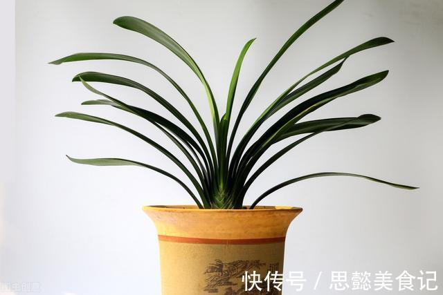 怎样让君子兰一年长出8片叶子?他的做法,值得我们学习