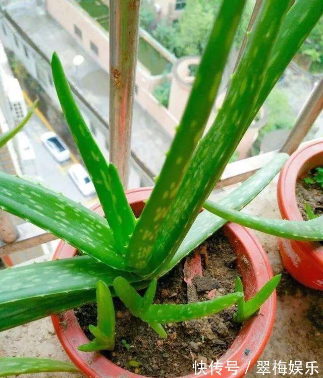 媛姐|别人家的芦荟为何像树学会这三招让你不再羡慕,芦荟也能一米五