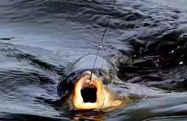 秋钓想要鲤鱼收获好，钓点选择很重要，这5个黄金钓位别漏了