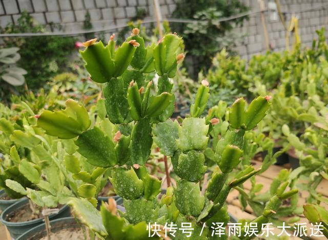 多元素|9月底养蟹爪兰,肥料一定要选对,把握时机用对肥,一开花就爆盆