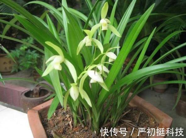 垃圾分类篇4个养花小技巧,让你弄清楚这些垃圾的真正用途