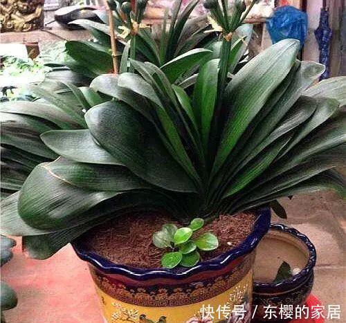 养花旧土别丢，掺入这“3样”，肥得流油不板结，养花太旺了