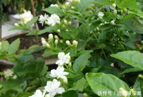 妙招|茉莉花这么养,花争着开,只需几个妙招,修剪是重点
