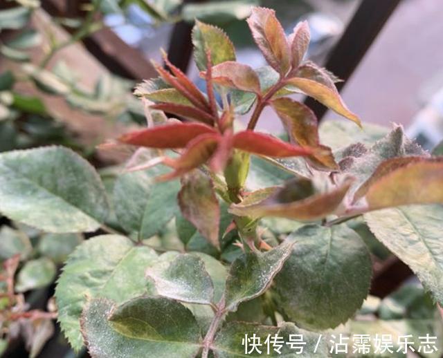 天后|月季花朵变小记得将“3步”做好,20天后花朵“拳头大”,漂亮