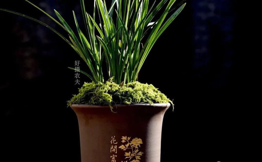 兰花几天浇一次水？3天浇一次，和15天浇一次有区别吗