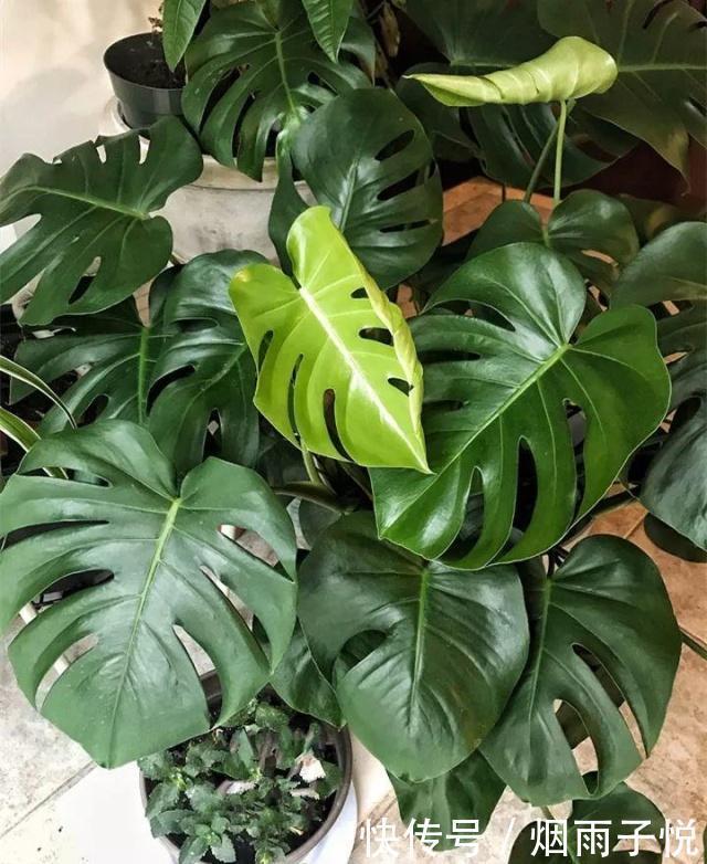 养了3年的龟背竹,冬天也给“浇点肥”,蹭蹭冒出4片新叶子
