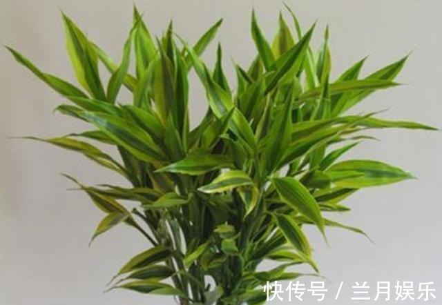 叶片|如果不到万不得已,这3种花过年“不要买”,年后买,省钱又好养