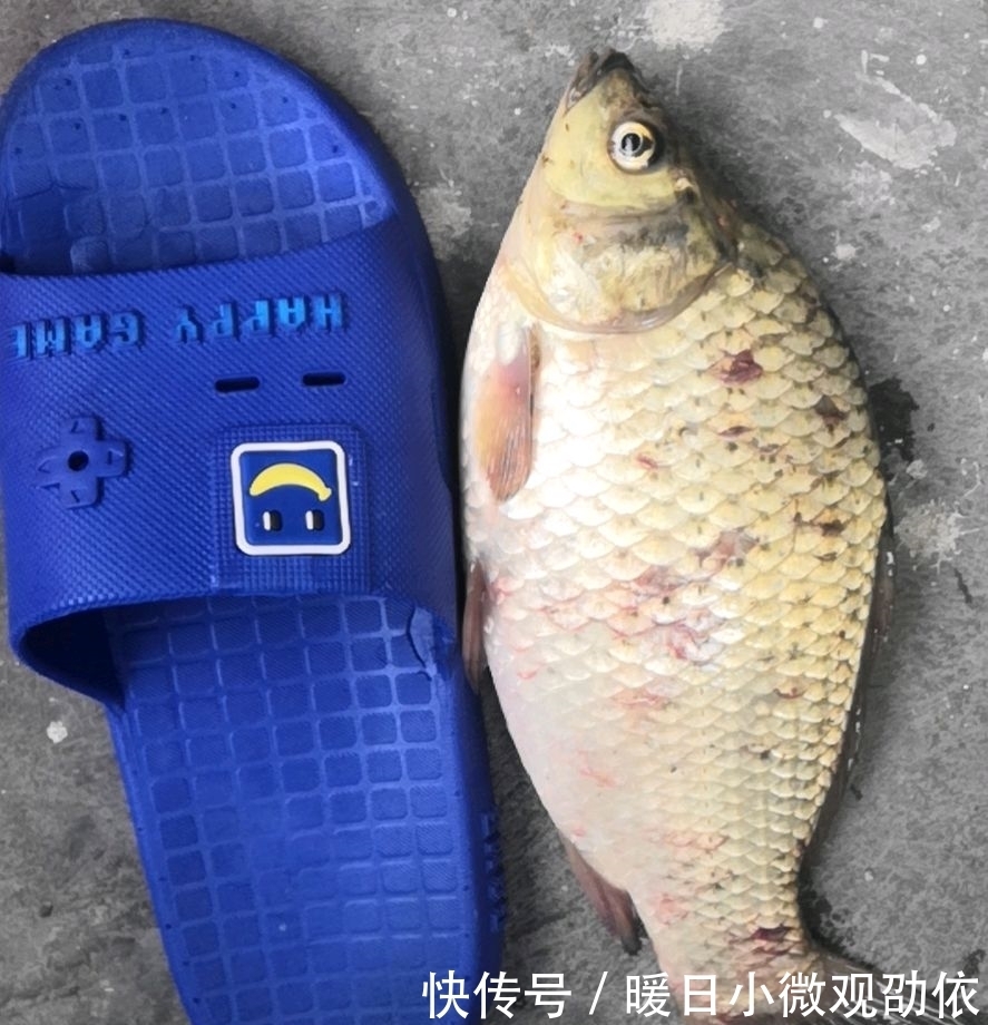 溶氧量|对于夏季上浮的鲫鱼,很多人束手无策;这3招,让您屡试不爽