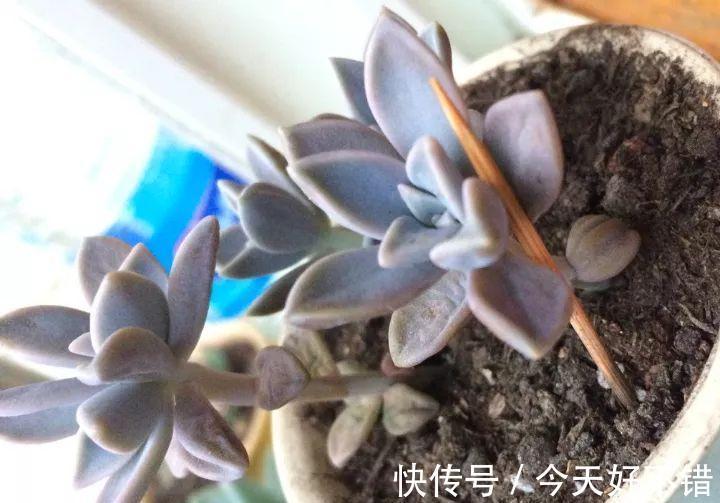 天冷了,多肉的6个求救信号,再不明白活不过冬天