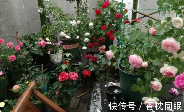 遍寻不到“酸性土”的情况下,该怎么让养花土从碱性变酸性?