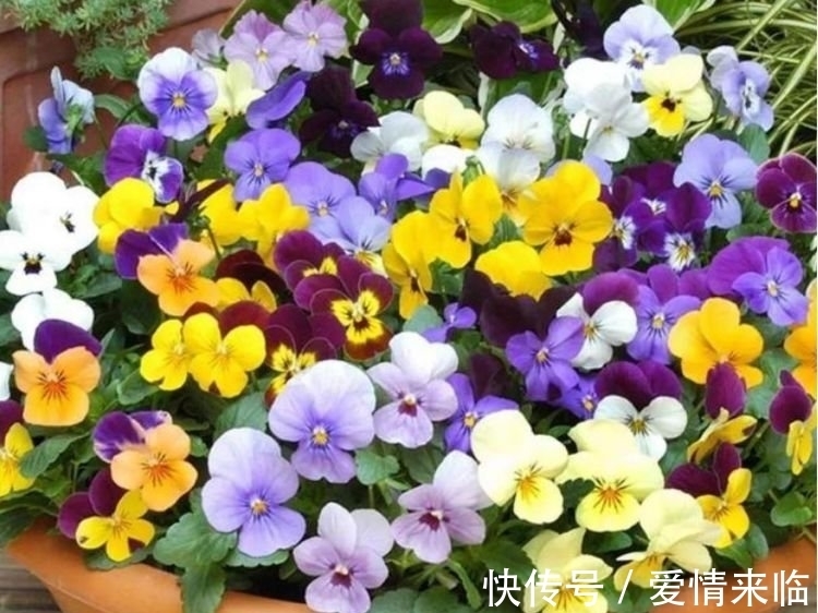 4种花漂亮又容易爆盆,越贱养越爆盆,一开就是300多天