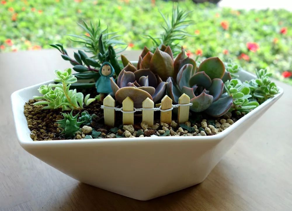 多肉花语大全带图