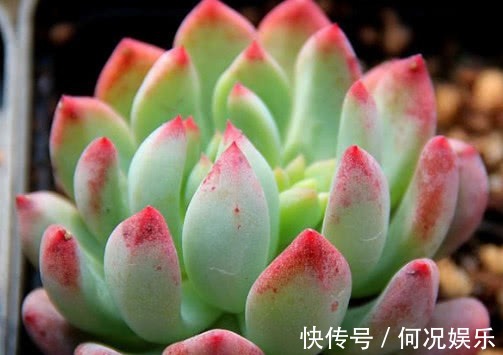多肉蓝苹果怎么养更艳丽教你3个小妙招,养出红润璀璨的蓝苹果