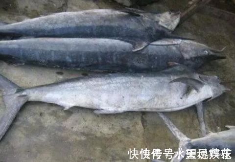 鱼肉|宝宝吃鱼更聪明这7种鱼,一口都不能给宝宝吃!