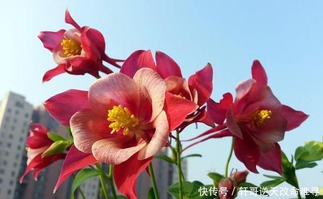 天冷不知养啥花那就养盆它,冬天不用管,春天也能开出一片花海!