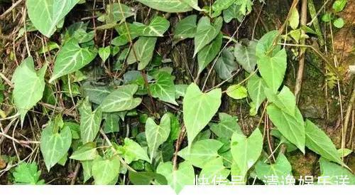 小时候常见却叫不出名字的植物，太全了