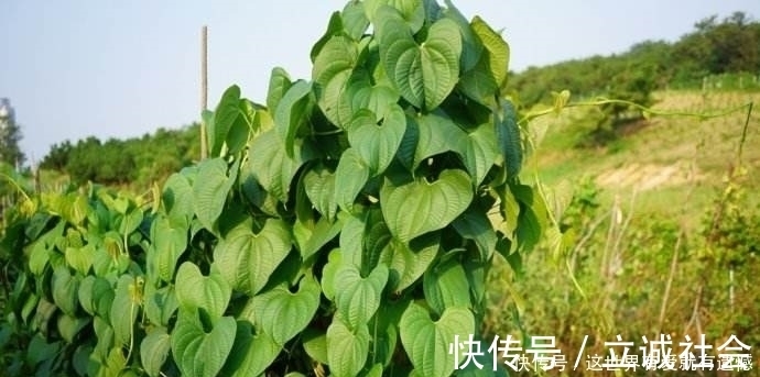 黄独|此物农村玉米地里随处可见,有网友出价3千元,看啥情况?