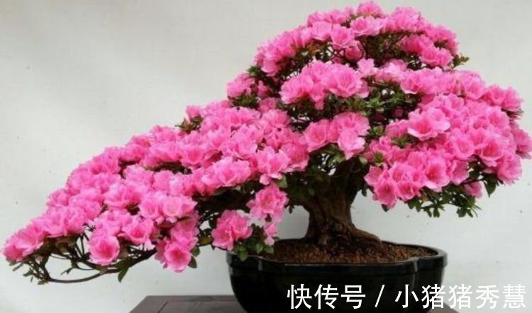大岩桐花|4种花是爆盆“能手”,好远都能闻到它的香,还好养又漂亮!