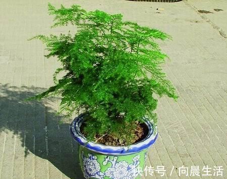 秋天|秋天养文竹,做好4件事,不黄叶不干尖,翠绿旺盛美翻了