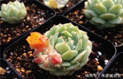 开春多肉长花箭,剪掉好还是保留好?教你正确处理!