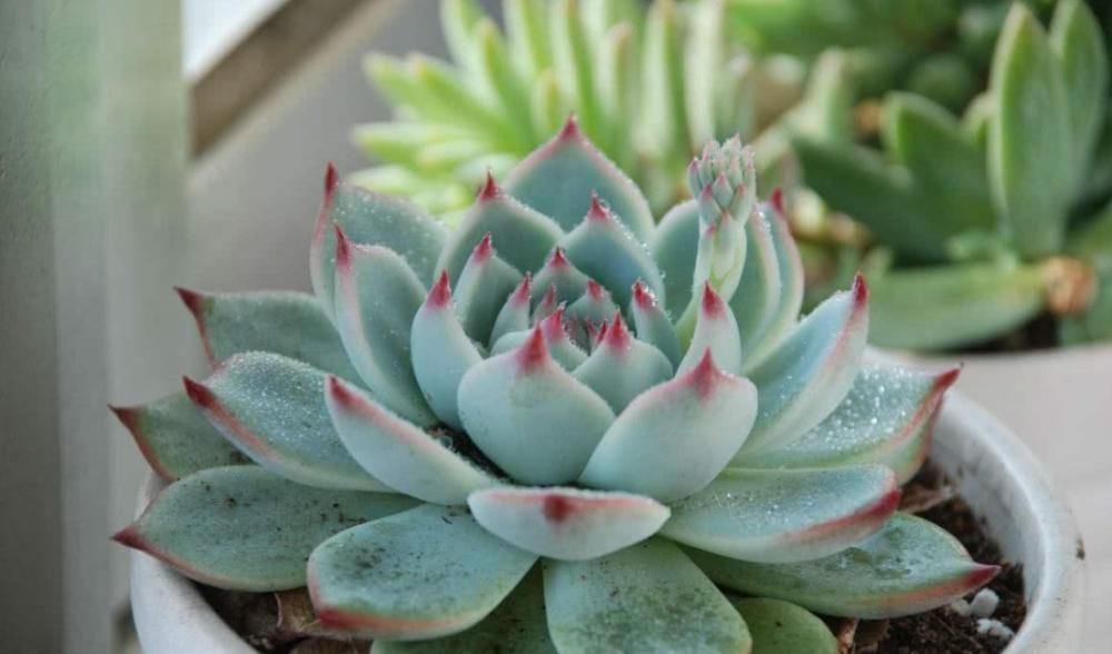 耐寒|这6种多肉可不耐冻,大冷天赶紧搬回家,冻伤了可救不活